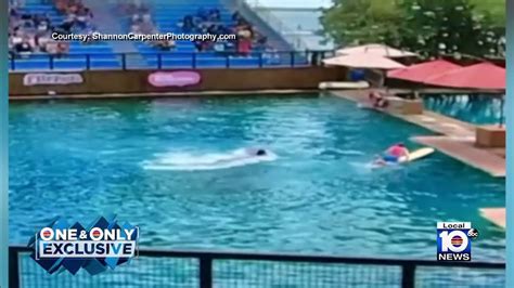 amy johnson dolphin|Recent dolphin attack at Miami Seaquarium not an .